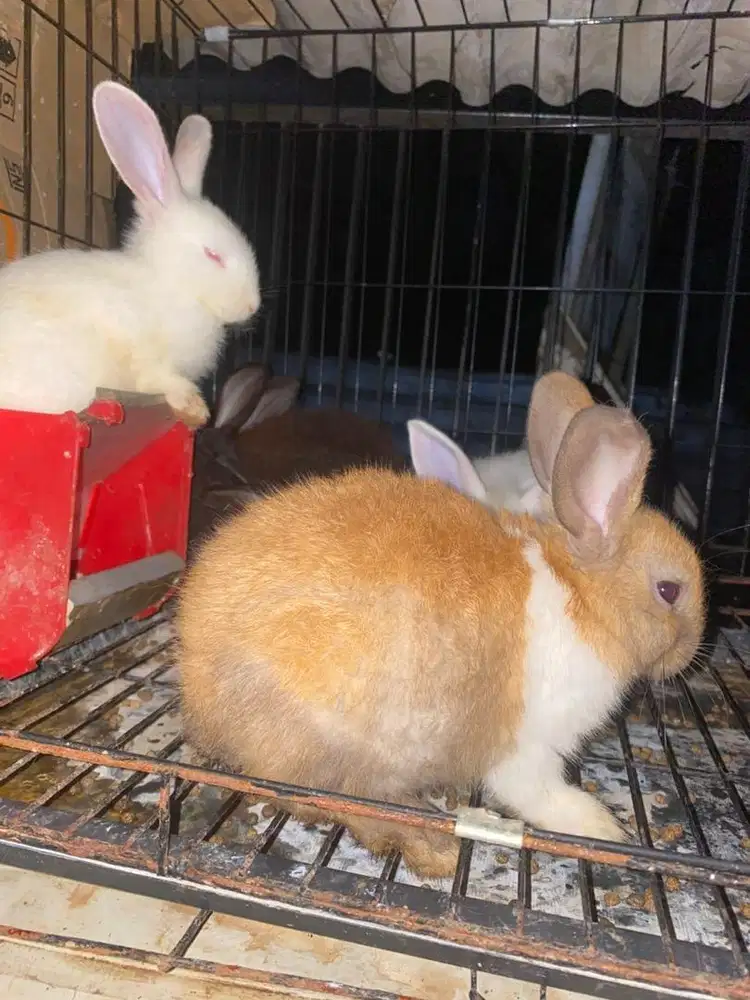 Kelinci usia 3-4 Bulan Murah