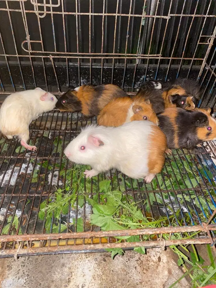 Marmut/Guinea Pig Indukan Murah