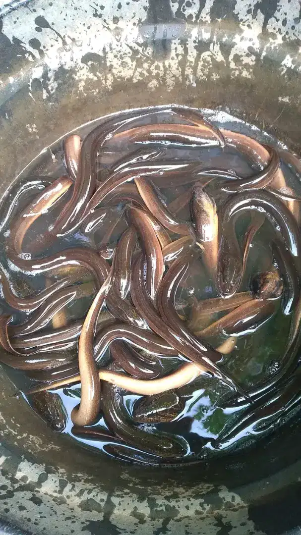 Belut konsumsi COD