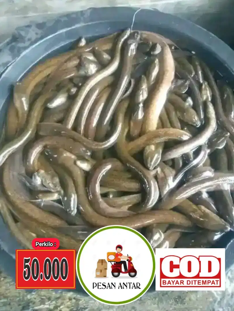 Makanan kaya akan gizi belut konsumsi