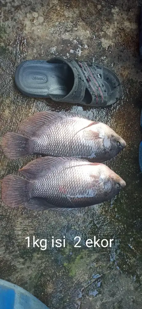 Ikan Gurame hidup utk konsumsi