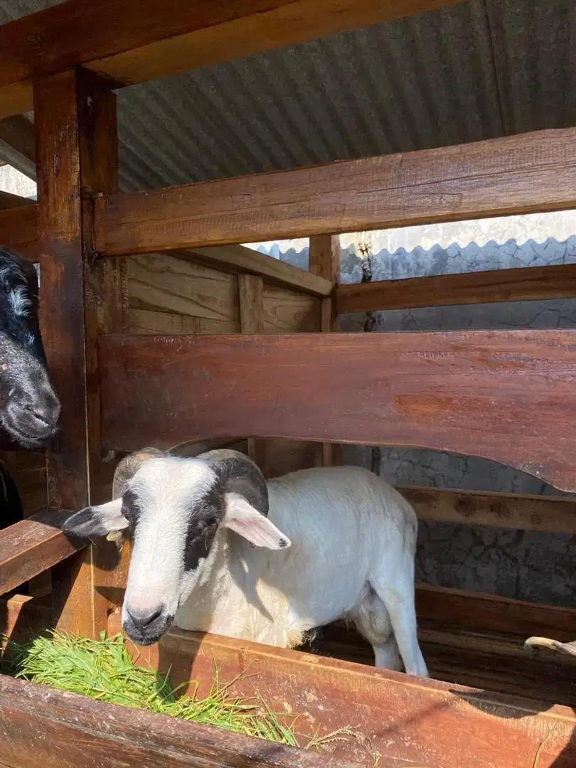 Domba Kambing siap antar