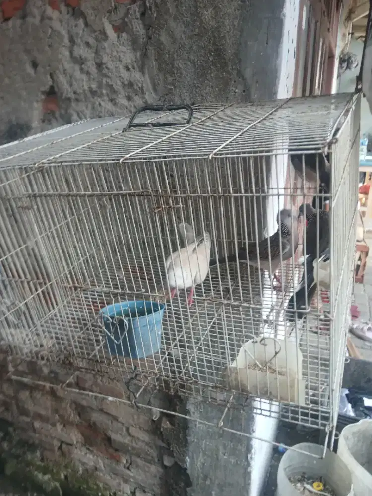 Jual burung tekukur ud bunyi burja