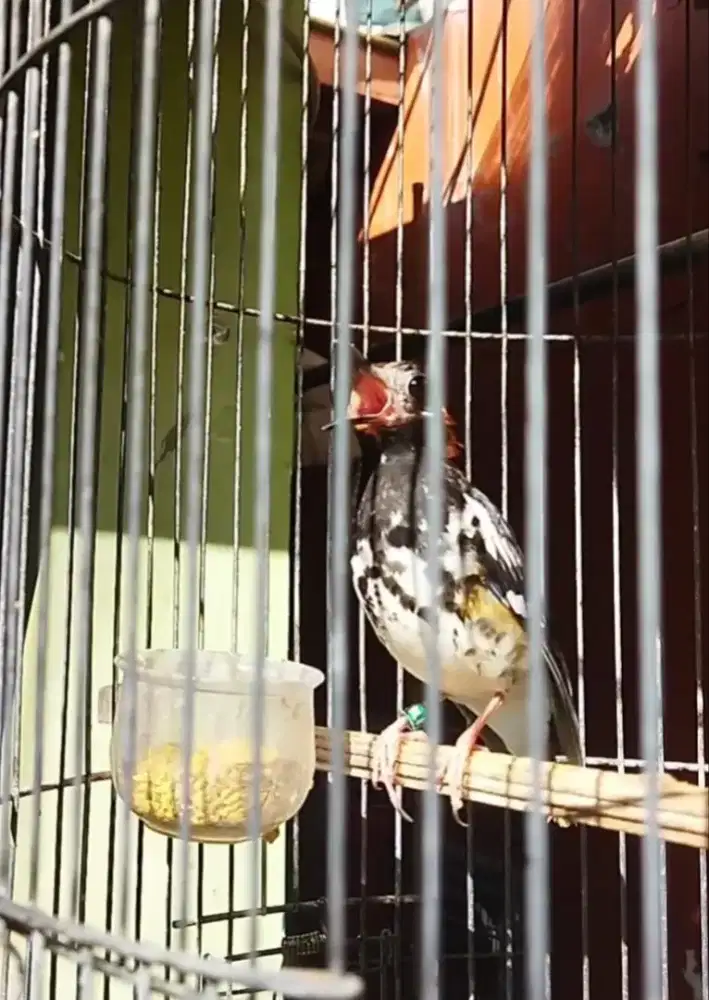 Ak gacorr siap d dadak