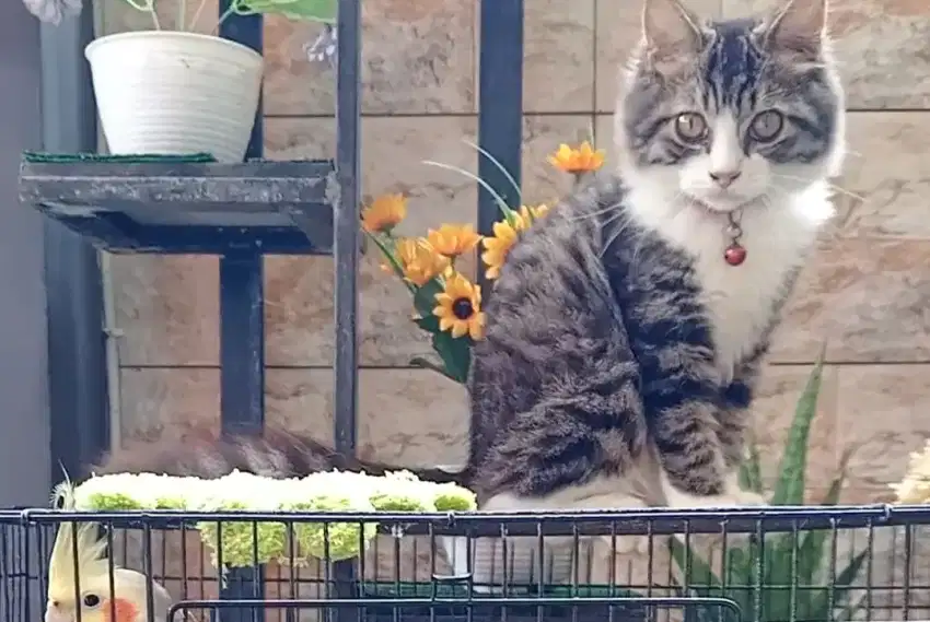 Kucing Persia mix domestik