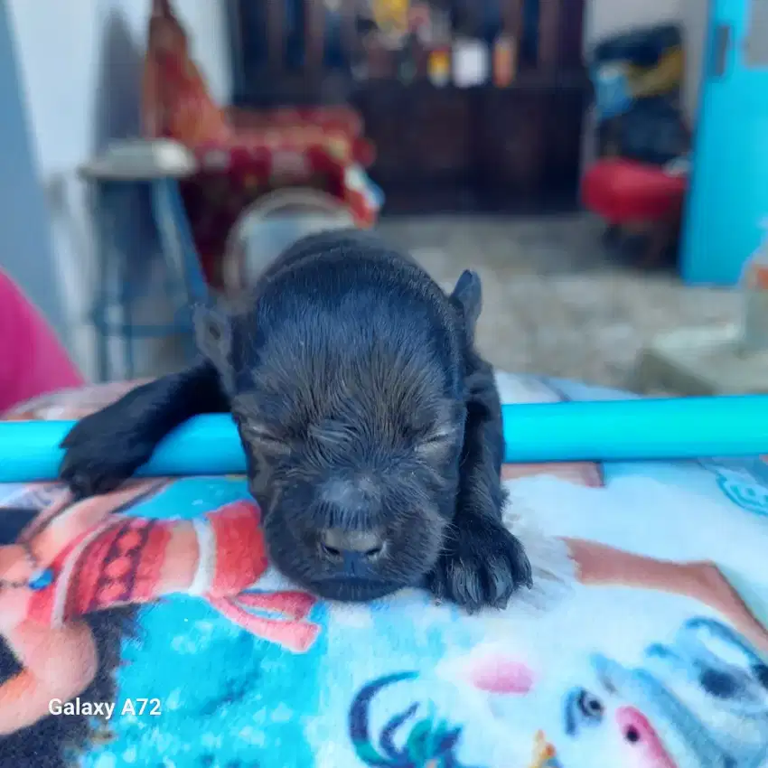 Anakan anjing mix poodle dan chihuahua