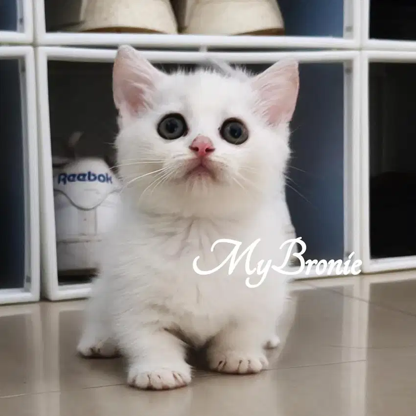 Kucing munchkin british silver bicolor betina