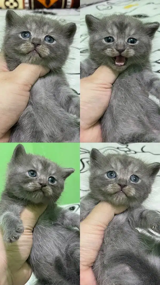 Lepas Adop Bsh blue solid Bico Blue Carrier Choco Cinnamon 2 bln