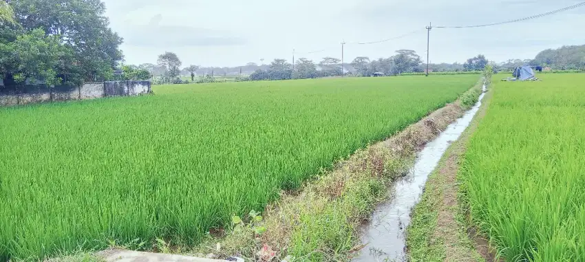 TANAH SAWAH 2330 METER