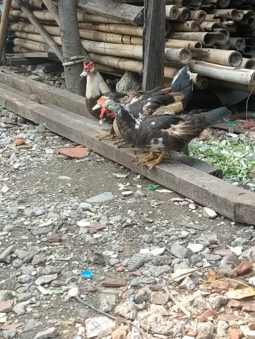 Di jual entok laki 1 cw2