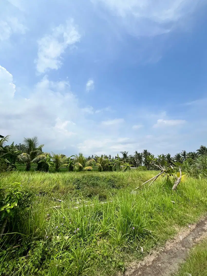Disewakan Tanah 8 are di desa Mas Ubud