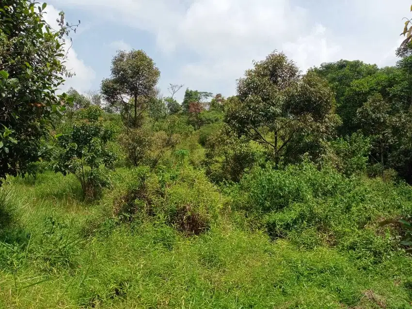 Kebun durian, alpukat, manggis, jengkol,dll