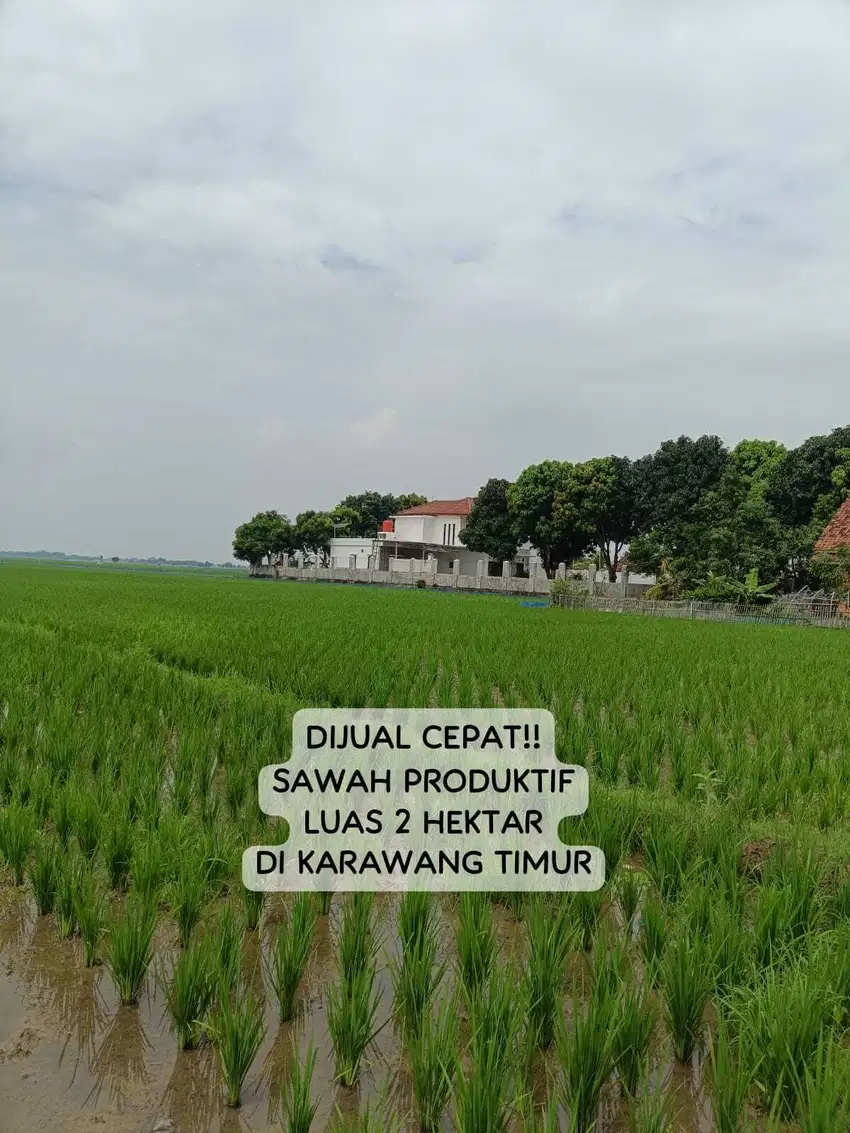 Sawah Produktif Murah Dijual Rp 250ribu/m
