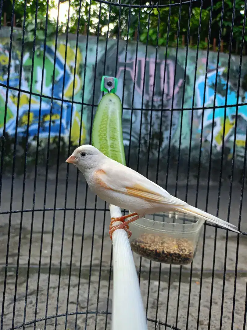 Kenari lokal putih flek gacor burja