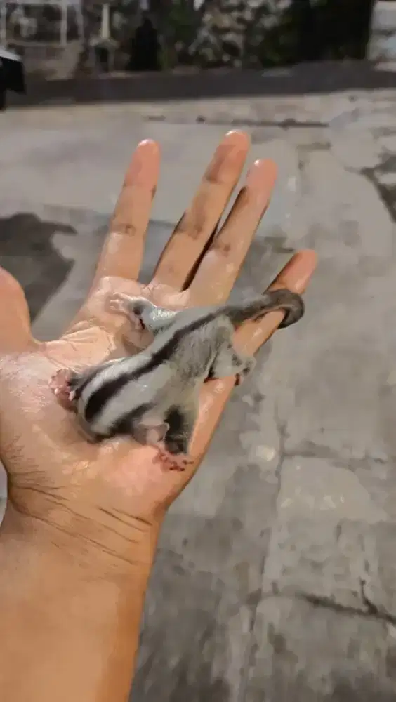 Open adopt Sugar Glider Joey