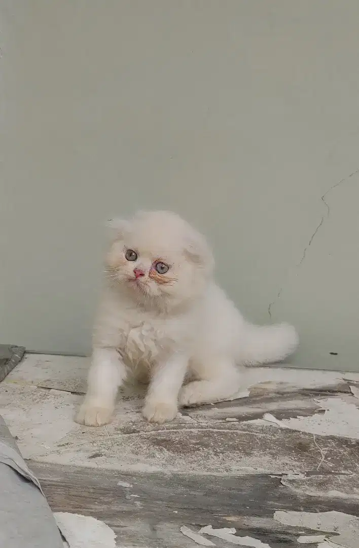 Kucing kitten scottish fold / british / peaknose / persia / anggora