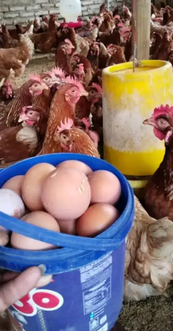 JUAL PULLET AYAM PETELUR