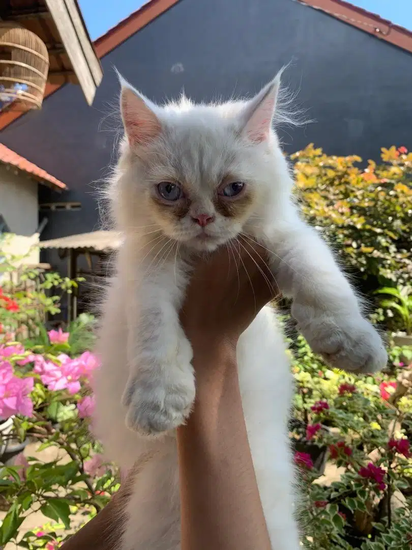 Kucing Flatnose