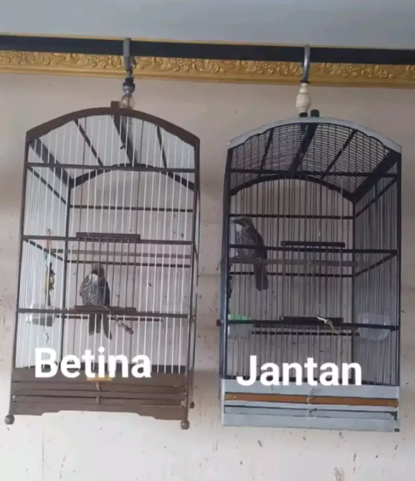 Cucak Rowo Cucak Rawa pasangan