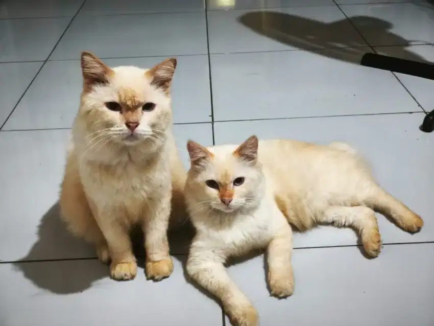 Cari adopter baru yang bener sayang