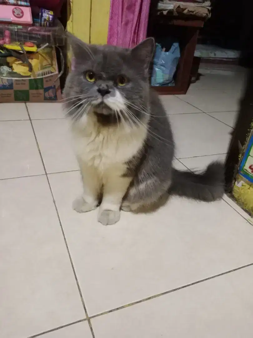 Kucing Persia Flatnose Bulu Kapas