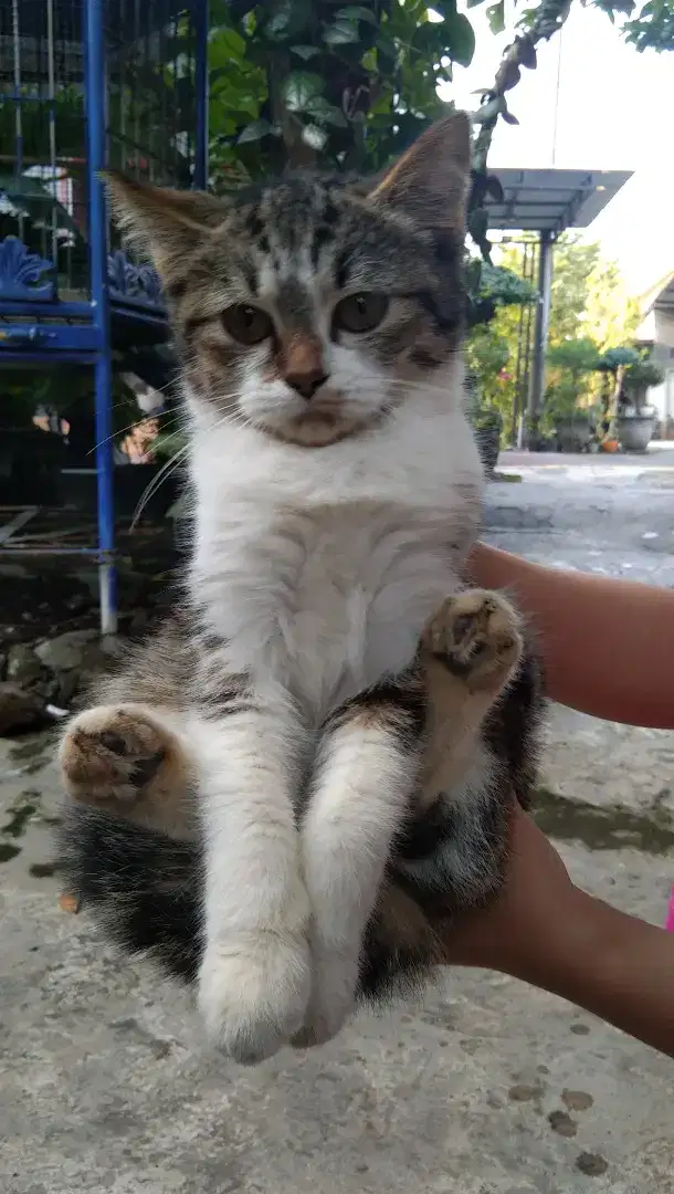 Kitten Mixdom (Persia × Domestik)