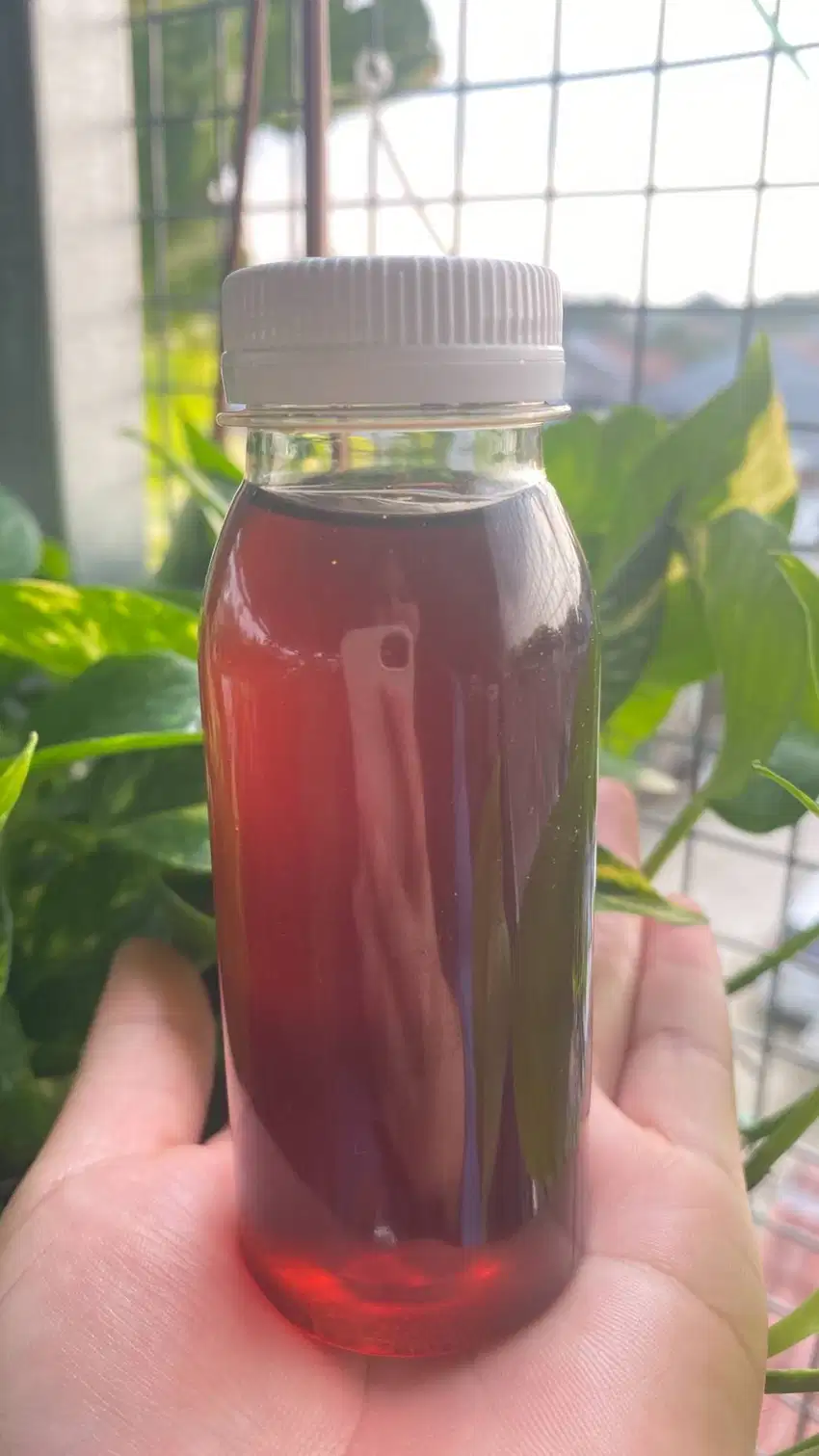 MADU HUTAN SUMATRA 100ml