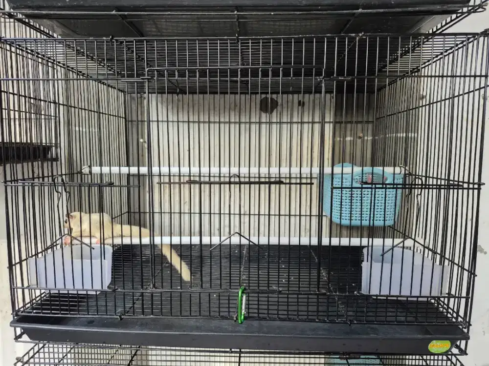 Sugar Glider Mozaic & Platinum (Jantan)