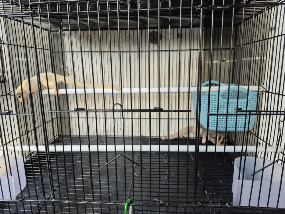 Sugar Glider Mozaic & Platinum (Jantan)