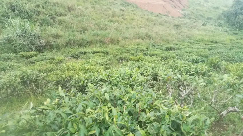 Tanah Kebun Teh 5790 m, Di jual Murah, Bojong, Purwakarta