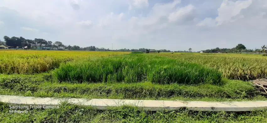 Tanah Sawah Murah Strategis Dekat SMK Senden dan Gerbang Tol Klaten