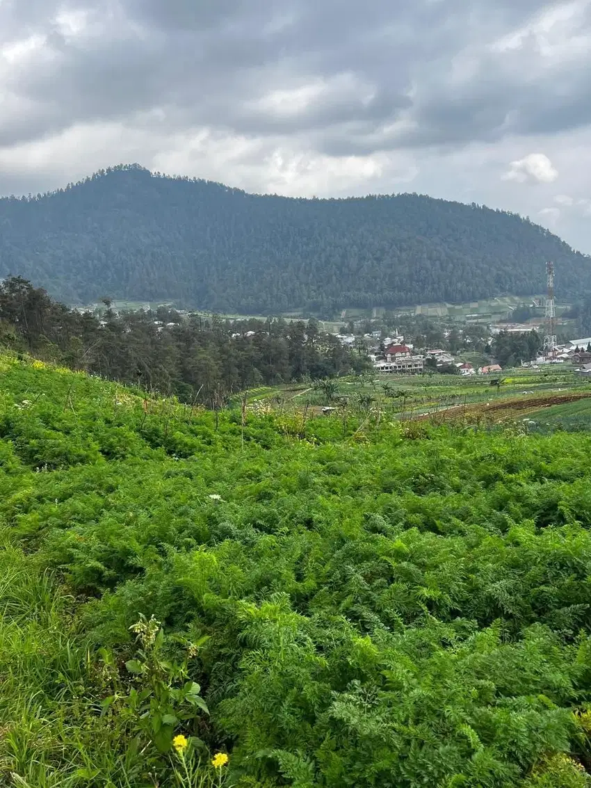Tanah View Gunung Lawu