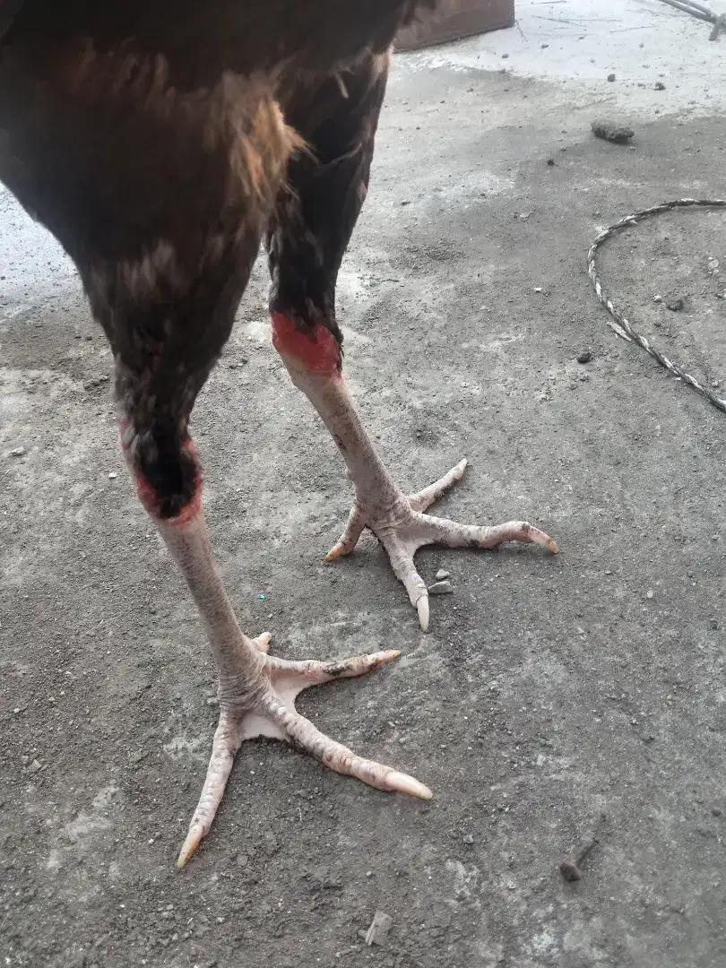 Ayam Bangkok satria sinekti