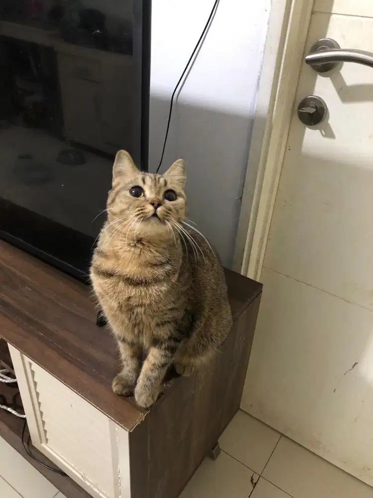 Scottish British Shorthair