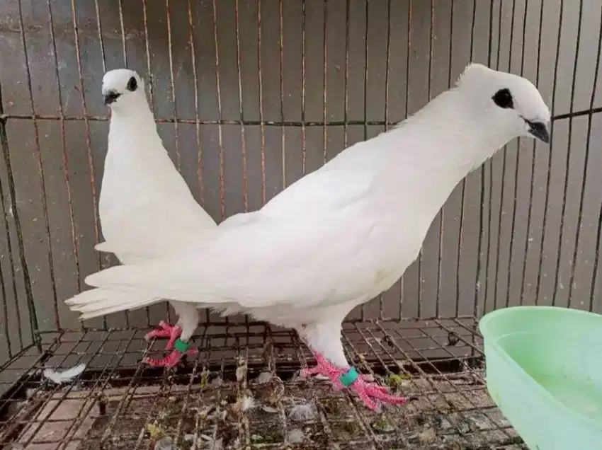 Merpati Jabun Putih