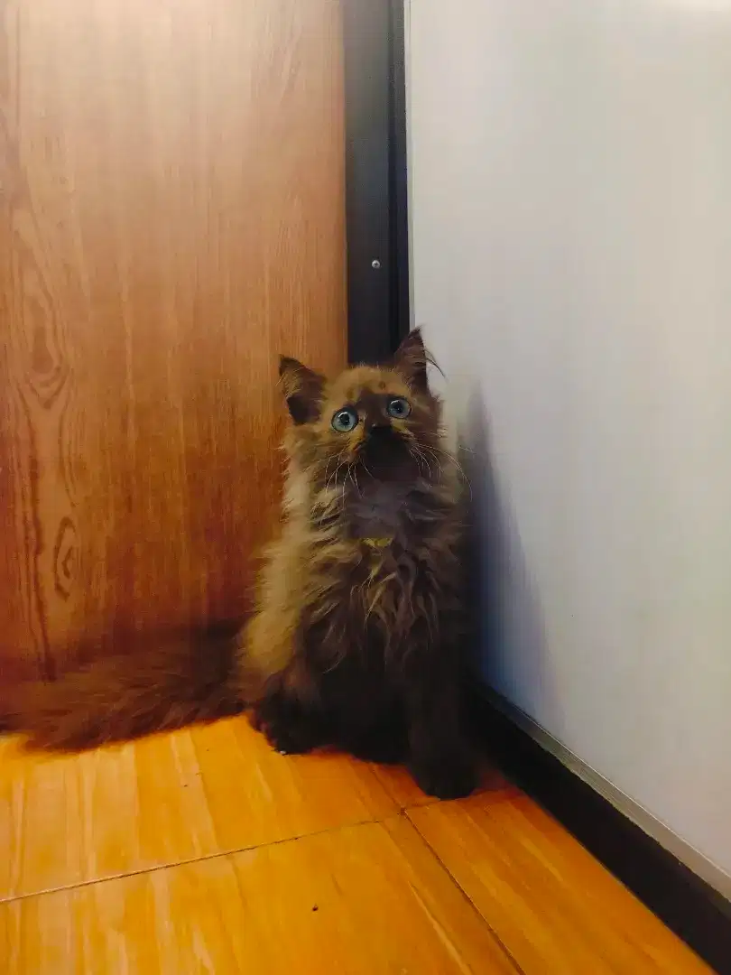 Kucing Himalaya Cinamon mix scottish straight
