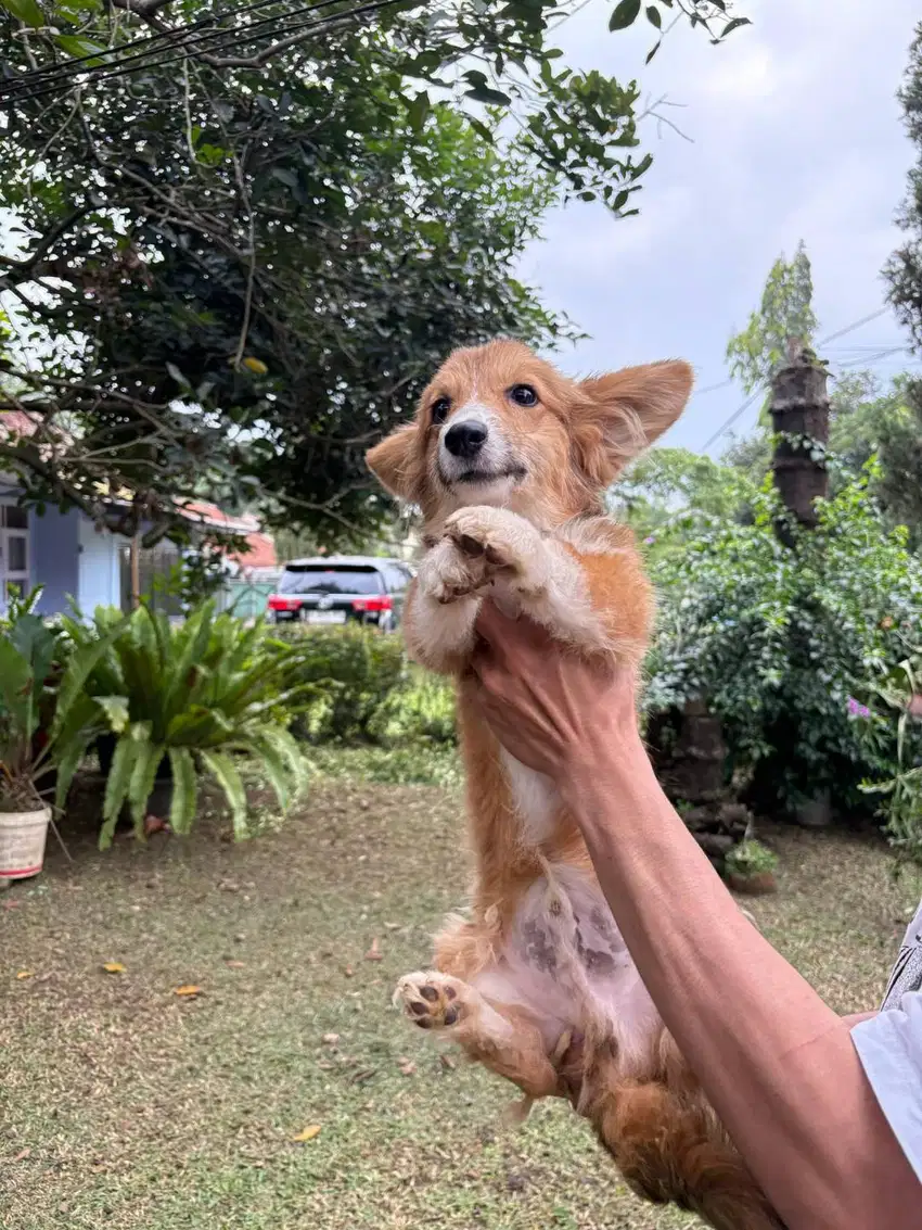 Anakan Corgi Long Hair Jantan 6 Bulan — Lucu, Sehat, Stambum Lengkap