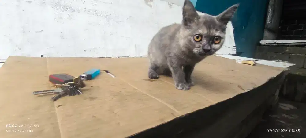Kucing Kitten betina