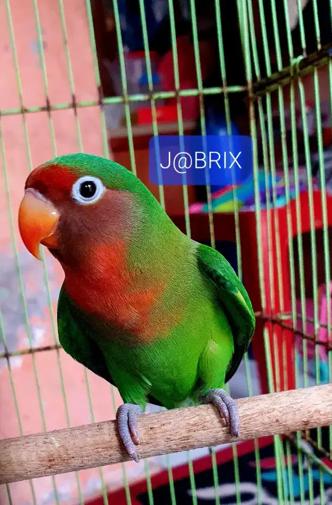 BURUNG LOVEBIRD NON KLEP WARNA BAGUS GACOR KOLEKSI PRIBADI ISTIMEWA