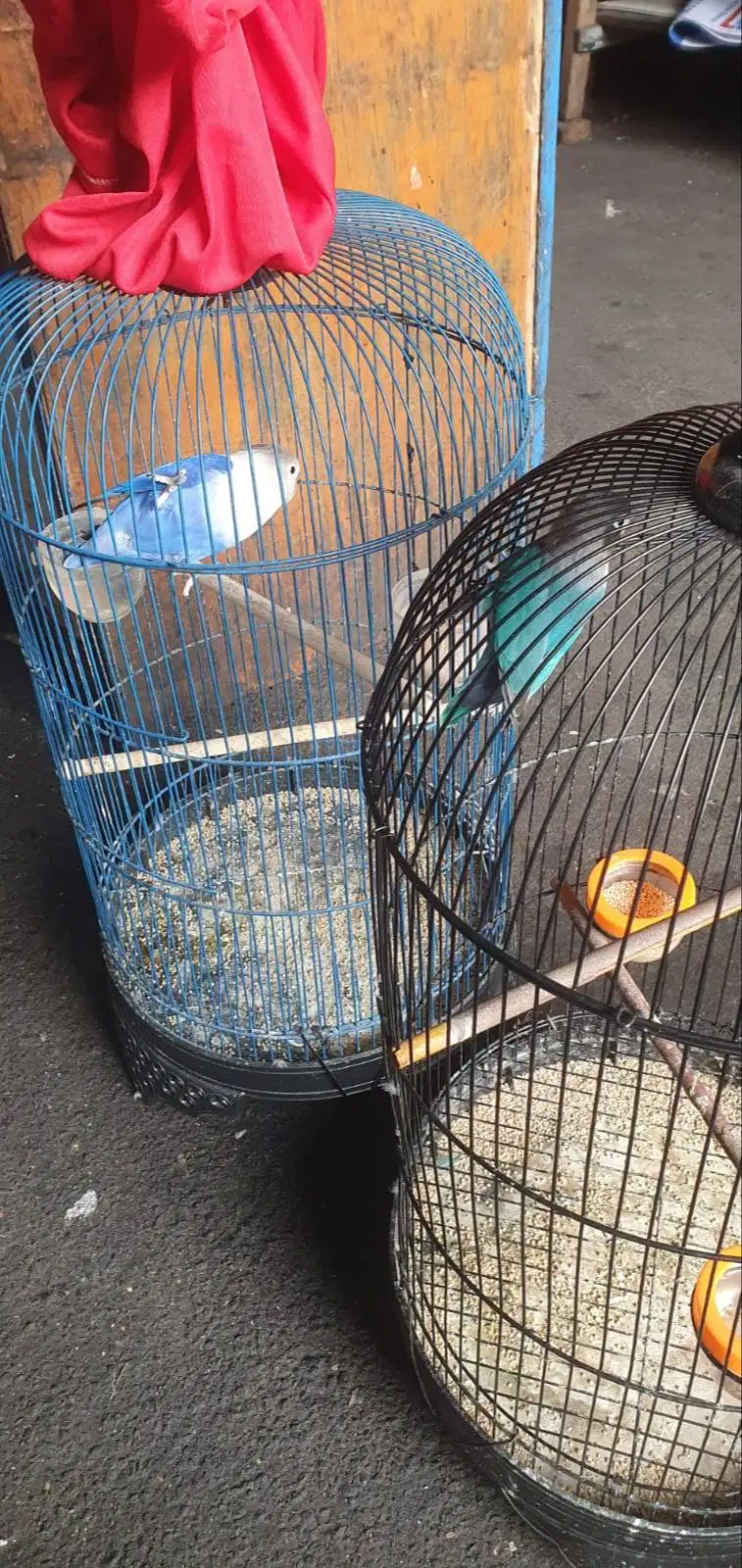 Love Bird LB+kandangnya