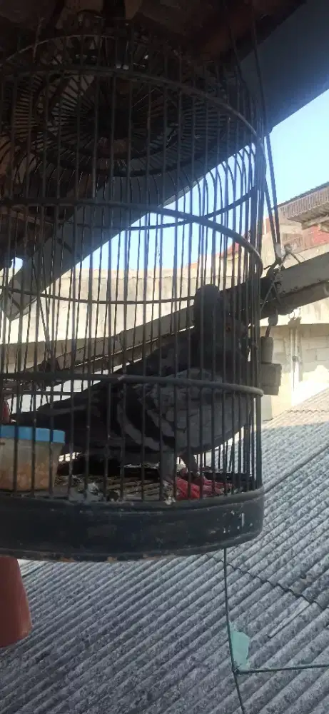 Burung dara sepasang