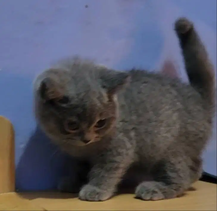 Kitten british short hair(bsh) female