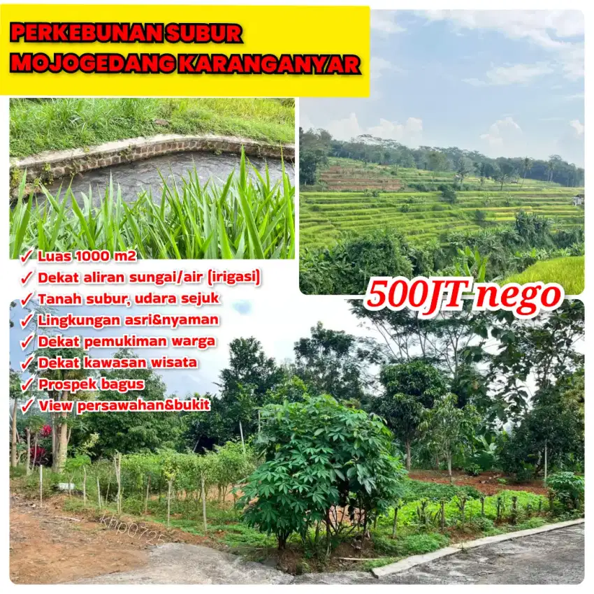 Perkebunan Subur Mojogedang Karanganyar