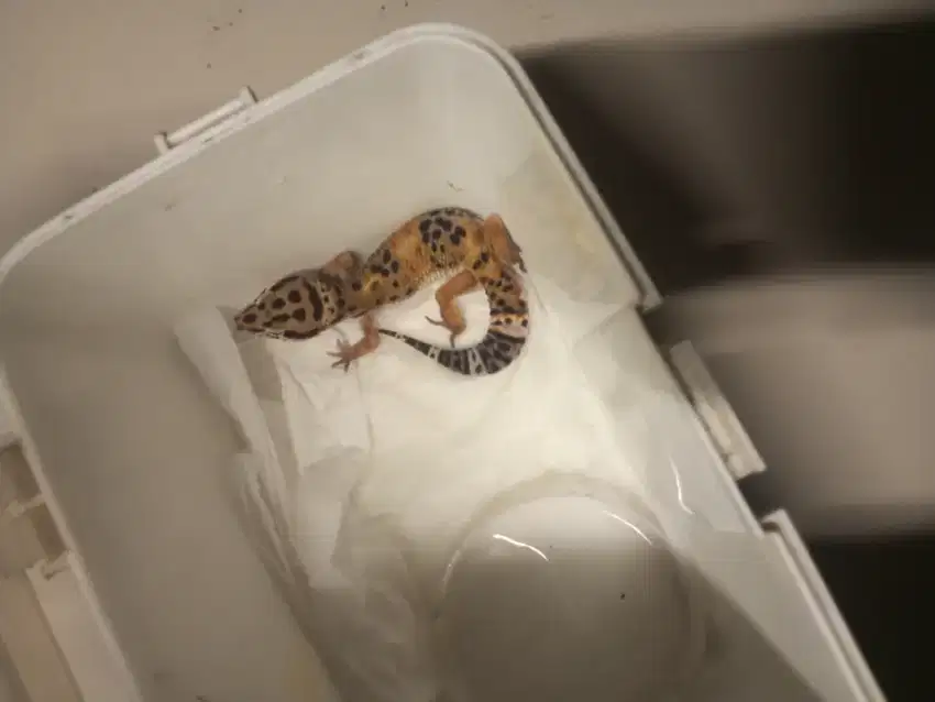hewan gecko masih bagus mulus