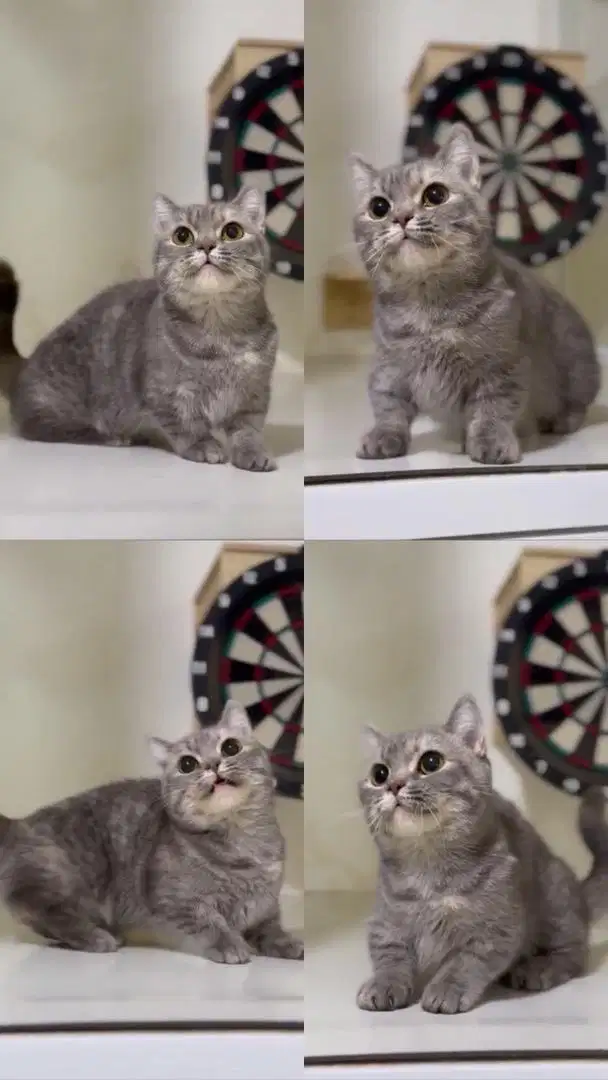 Lepas Adop Bsh Munchkin Golden Tabby Betina Proven Birahi