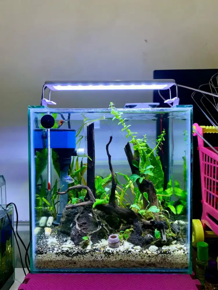 Aquarium AQUASCAPE Tema Natural Dutch