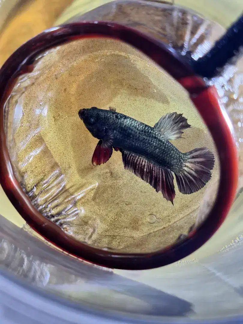Ikan cupang AVC 1pair