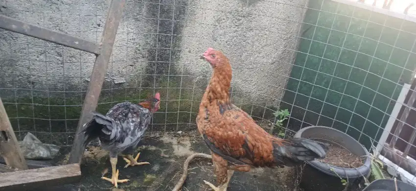 Ayam kampung jantan dan brahma betina