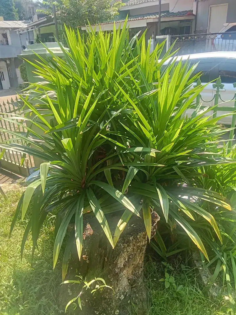 Daun pandan wangi