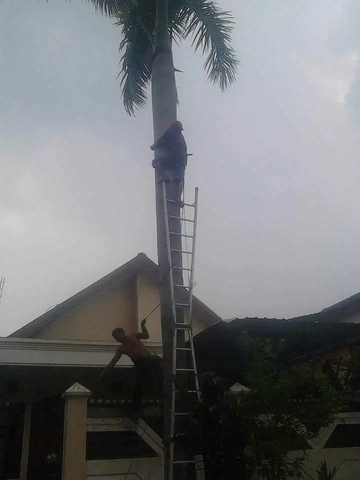 palem sudah tinggi  kami ahlinya mau potong hubungin kami,kami siap
